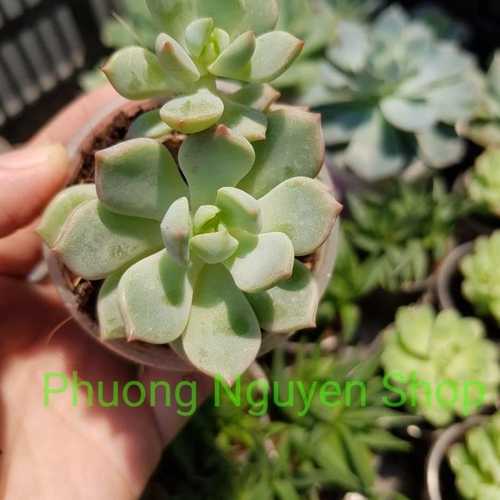 Sen Đá Lửa Hồng