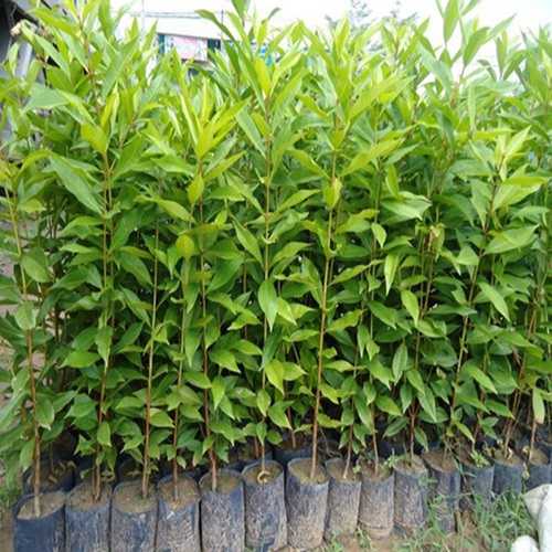 Cây Giống Lá Vối Nếp