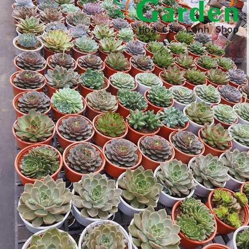 Sen Đá Size Lớn, Đường Kính Chậu 15cm - Shop Chọn Giao Ngẫu Nhiên