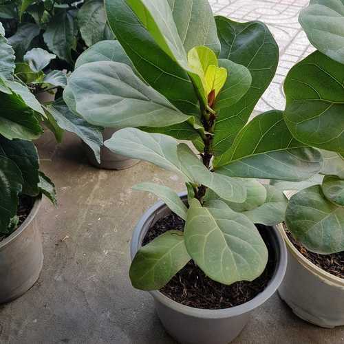 Cây Bàng Singapore - Chậu Cây Cảnh
