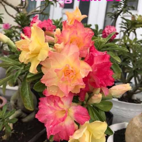 Grafted Adenium with Vietnamese Name: ID: 311 - Phương Lam 23