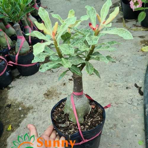 Sứ Một Cốt Lá Đốm Trắng Hồng, Cao 20-30cm, Hoa Đỏ Đơn - Cây Sứ Thái, Cây Chơi Lá
