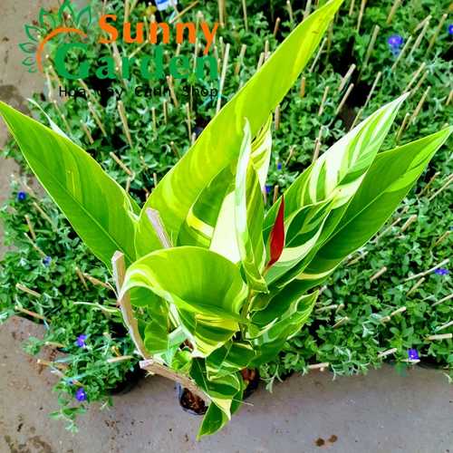 Cây Chuối Mỏ Két Cẩm Thạch