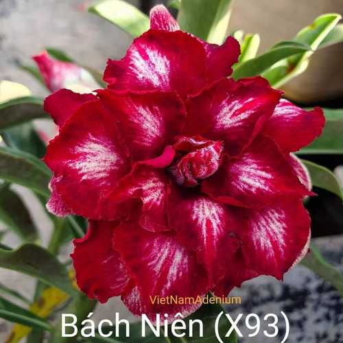 Grafted Adenium with Vietnamese Name: ID: 304 - Bách Niên (X93)