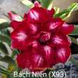 Grafted Adenium with Vietnamese Name: ID: 304 - Bách Niên (X93)