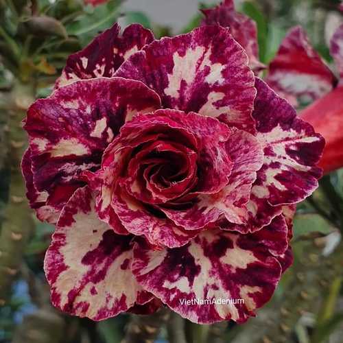 Grafted Adenium with Vietnamese name: Mộng Cầm - ID: 00166