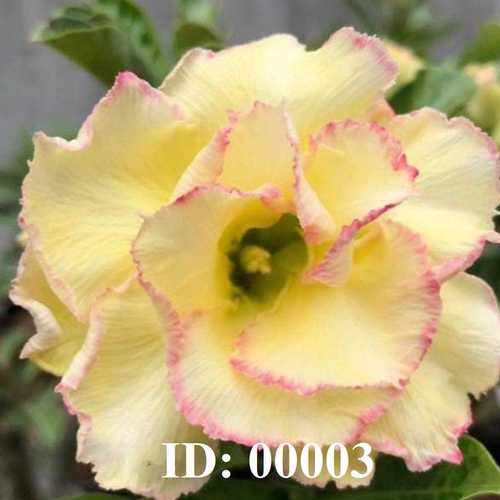 Grafted Adenium with English Name: Candy - ID: 00003