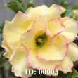 Grafted Adenium with English Name: Candy - ID: 00003