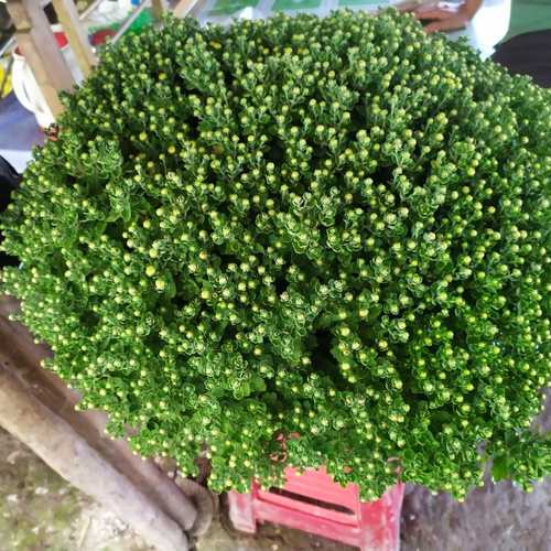Cặp Cúc Mâm Xôi ( Giao TpHCM) - Cây Cảnh