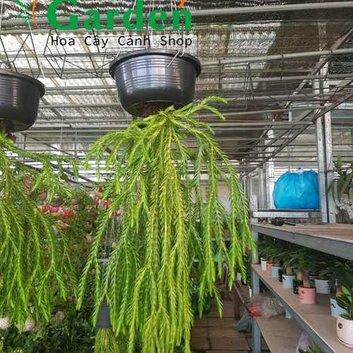 Chậu Cây Dương Xỉ Râu Rồng - Chậu Treo | Sunny Garden - Hoa Cây Cảnh Shop